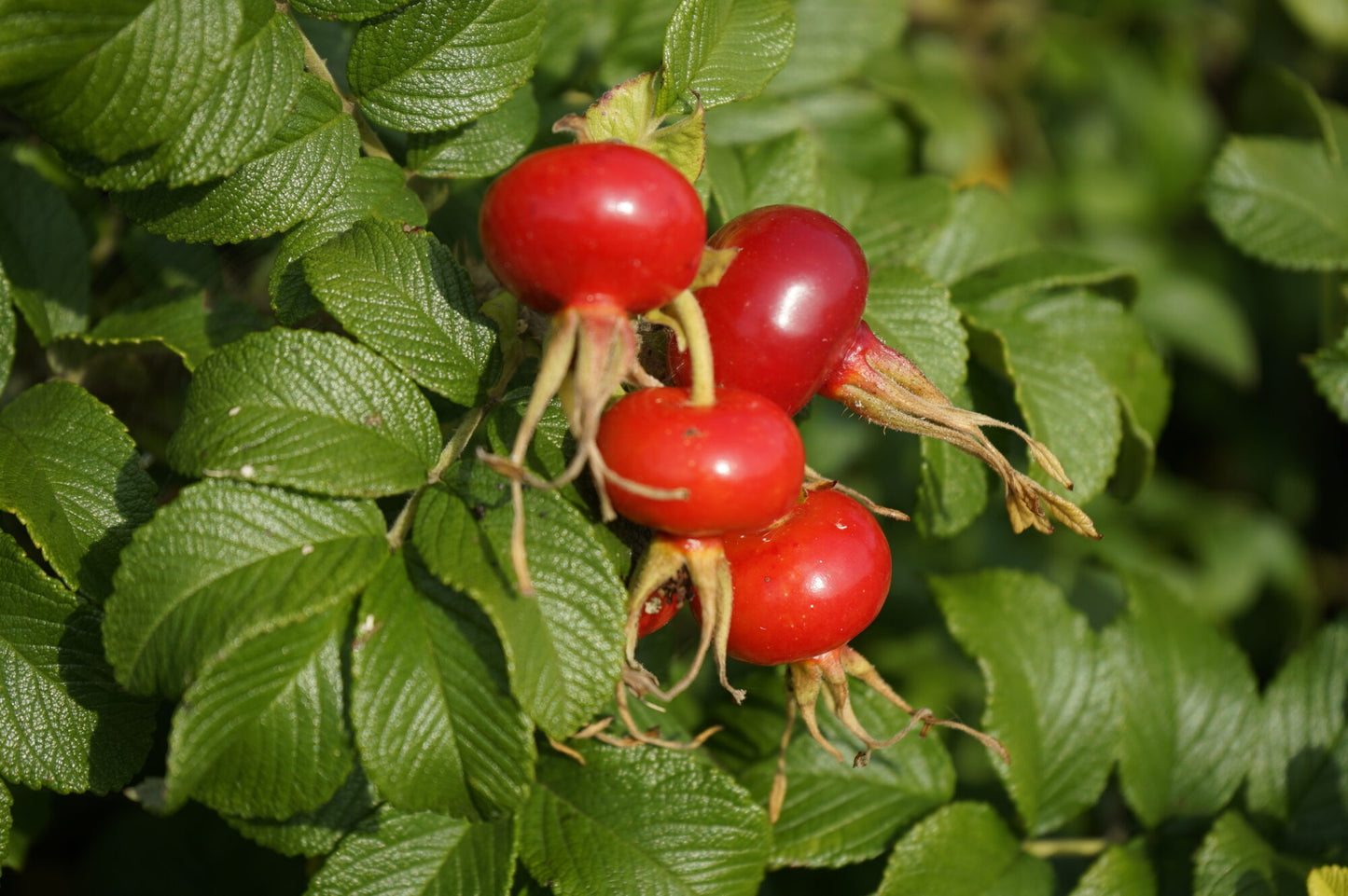 Cleansing balm with Rosehip and Juniper