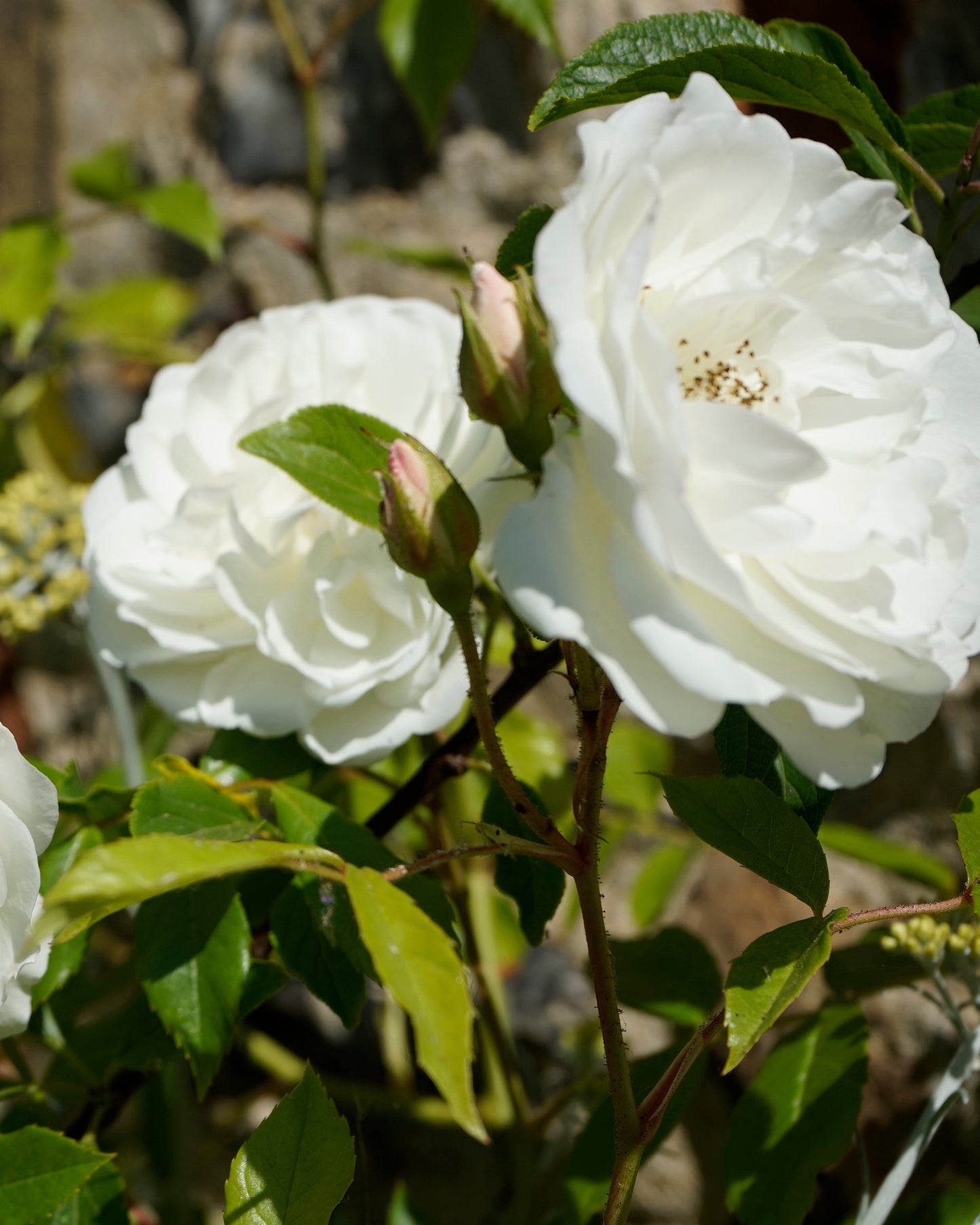 Firming Emulsion with Rose from Damas