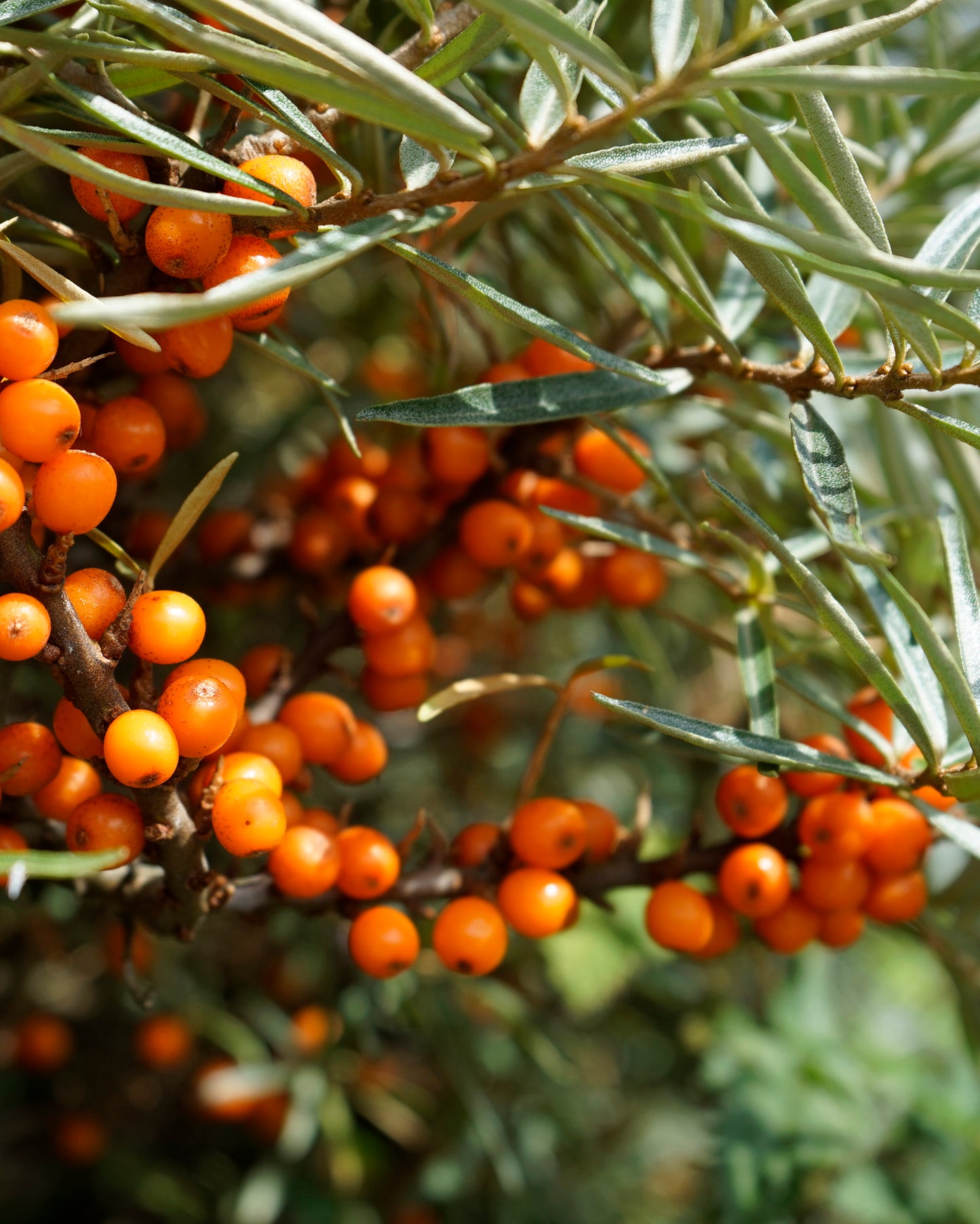 Overnight Recovery Cream with Sea Buckthorn and White Rose